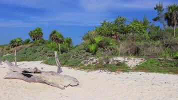 Old dead tree trunk branch on beach tropical jungle Mexico. video