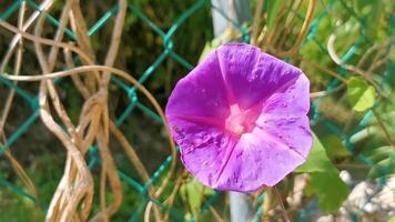 Mexican pink Morning Glory flower on fence with green leaves. video