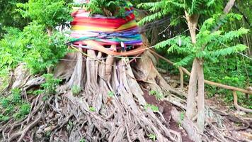 Huge tropical colorful decorated tree Koh Phi Phi Don Thailand. video