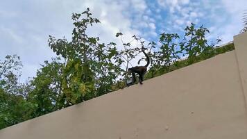 Spider monkey climbs around the hotel Playa del Carmen Mexico. video