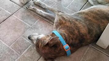 Dog sleeping sits and relaxes under the table in restaurant. video