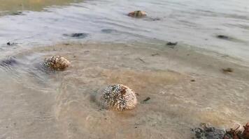 Long spined sea urchin urchins corals rocks clear water Mexico video