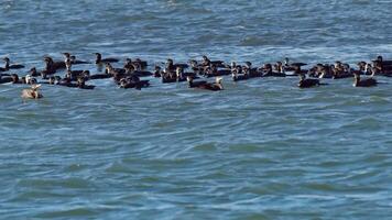 oiseaux de mer cormorans collectivement pêche sur le océan rive video