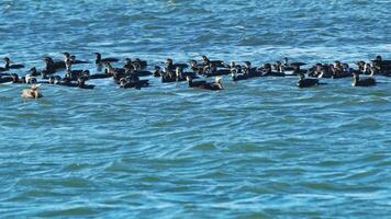 uccelli marini cormorani collettivamente pesca su il oceano riva video