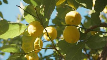 Zitrone Obst auf ein Baum von Catania im Sizilien Landschaft video