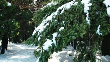 verde árvore com neve em a galhos video