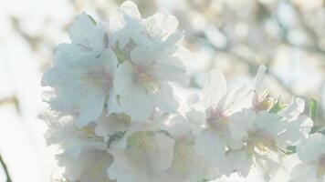 White Flowers Of Almond Tree Ready For Spring video