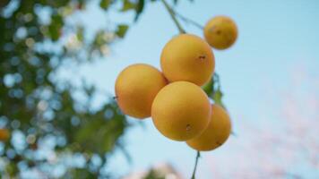 el siciliano naranja Fresco Fruta árbol video