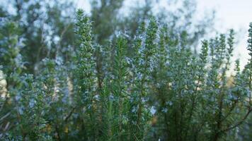 Healthy Rosemary Plant Flowering In Spring video