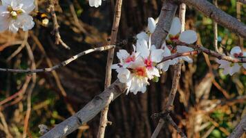 amêndoa flor e abelha trabalhando video