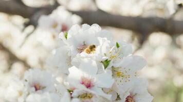 Bee Works Into A White Almond Blossoms video