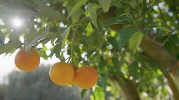 oranje fruit van Sicilië boom voor sap productie video