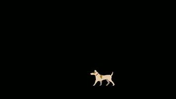 caminando perro lazo animación con alfa canal transparente antecedentes video