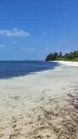 verticale tiro di un' onirico sabbioso spiaggia di il Maldive con il turchese blu indiano oceano. video