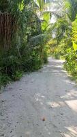 movimento attraverso appartato sabbioso percorsi coperto di vegetazione con palma alberi nel il tropicale clima di il Maldive. video