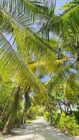 movimento através isolado arenoso caminhos cheio com Palma árvores dentro a tropical clima do a Maldivas. video