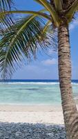 un palma árbol en el blanco sueño playa de el Maldivas con el turquesa azul indio océano. video