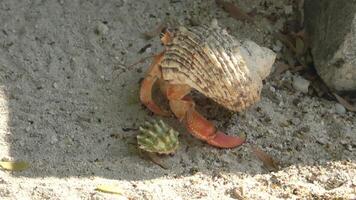 solitaire ermite Crabe balades à travers sablonneux plage fascinant la nature rencontre. video