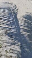 Vertical shot of shadows of palm leaves moving in the wind on a sandy beach background. video