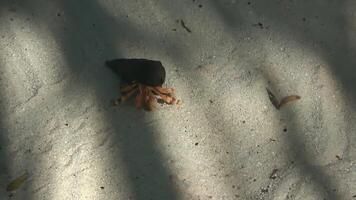 enslig eremit krabba promenader tvärs över sandig strand fascinerande natur stöta på. video