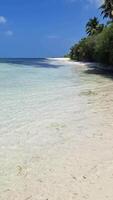 verticale tiro di un' onirico sabbioso spiaggia di il Maldive con il turchese blu indiano oceano. video