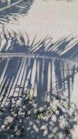 verticaal schot van schaduwen van palm bladeren in beweging in de wind Aan een zanderig strand achtergrond. video
