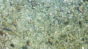 Drone view of reef sharks in the shallow waters of the Maldives in search of prey. video