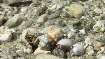 eremit krabbor plask genom grund hav vattnen - förtjusande marin liv skådespel. video
