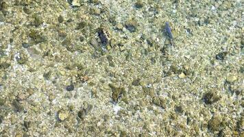 Drone view of reef sharks in the shallow waters of the Maldives in search of prey. video