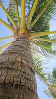 Vertikale Schuss von Palme Bäume im das Wind gegen das Blau Himmel von das Malediven. video