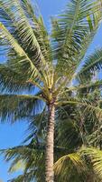 vertical Disparo de palma arboles en el viento en contra el azul cielo de el Maldivas. video