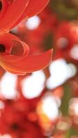 Slow motion, flower, closeup of orange flowers video