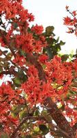 Orange flowers slow motion video