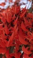 Orange flowers, vertical of flowers slow motion video