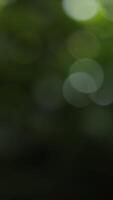 Bokeh background, vertical of blurred background, green blur background video