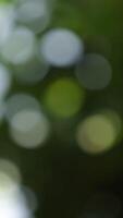 Vertical of blurred background, green background, blur background video