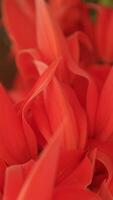 langzaam beweging, bloem, detailopname van oranje bloemen video