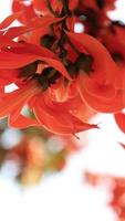 Slow motion, flower, closeup of orange flowers video