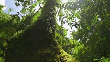 denso exuberante folhagem plantas debaixo verão luz solar com azul céu dentro a floresta tropical. comovente através verde natureza dentro a selvagem. video