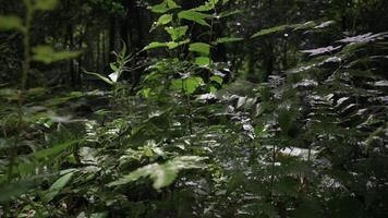 Nahansicht Grün Gebüsch und Farn Blätter unter Sonnenlicht im Regenwald. klein Pflanzen Das wächst unter das Schatten von das groß Bäume im das Dschungel. video