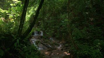 natuur landschap in regenwoud met klein cascade welke water stromen door de rotsen omringd door groen planten onder monen zonlicht. phang nga provincie. Thailand. video