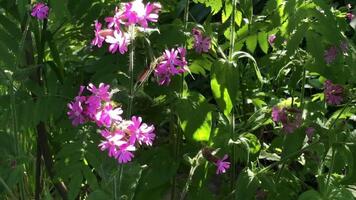 wild plants, flowers Silene dioica in nature, summer, zoom in video