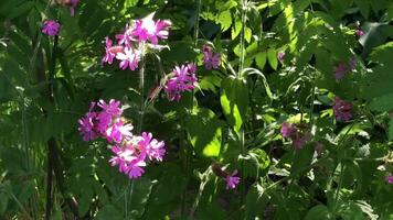 summer, lush forest greenery, wild flowers, Silene dioica illuminated by the sun video