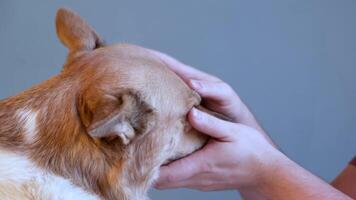 Bürsten jung Zähne von Hündchen mit Blau Bürste und Einfügen schließen oben Sicht. Mann Bürsten Zähne zu seine Hund video