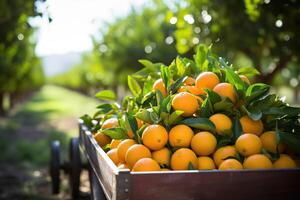 AI generated Harvest ripe juicy oranges in a wooden box on a plantation. Generated by artificial intelligence photo