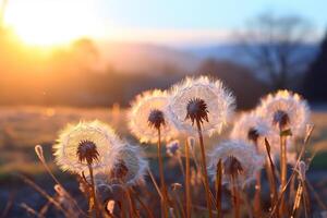 AI generated Close-up of dandelions in a field at sunset. Spring, summer background. Generated by artificial intelligence photo