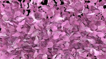 sakura petals cherry blossom petals animated transition from the top than explode with alpha channel 60fps 4k video