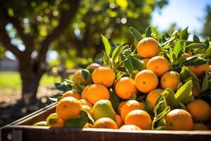 AI generated Harvest ripe juicy oranges in a wooden box on a plantation. Generated by artificial intelligence photo