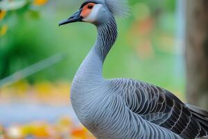 AI generated Graceful blue goose stands proudly with stunning plumage on display photo