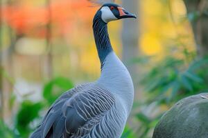 AI generated Graceful blue goose stands proudly with stunning plumage on display photo